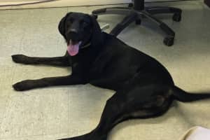 Know Her? Loose Dog Found In Ridgefield