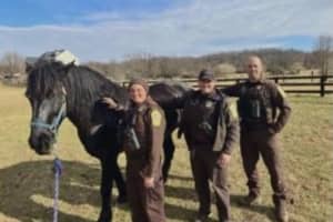 No Horsin' Around: Police In Virginia Help Family Rescue 1,800-Pound Horse From Swimming Pool