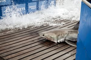 Nine-Foot Shark Tracked In Maryland, Virginia Waters