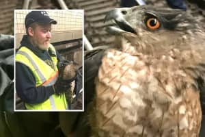 Hawk Rescued From PATH Tunnel