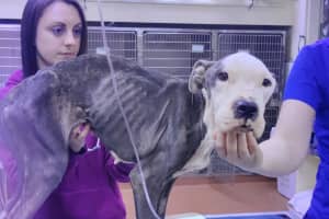Starving Dog Rescued In Philly Recovering In NJ