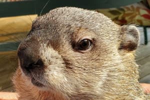 Bill Murray's Groundhog Co-Star From Lancaster Dies, Wildlife Center Says