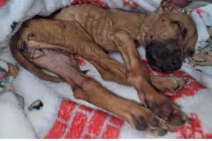 Starved Puppy Dumped On Roadside Of Jersey Shore Town