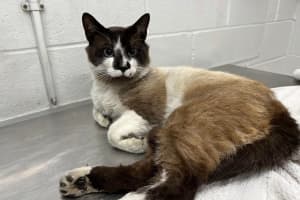 Nine Lives: Cat Recovering After Being Thrown Out Of Car On I-95 In MD