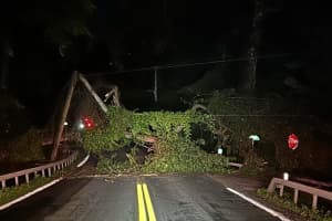 Fallen Tree, Broken Utility Poles Close Westchester Road