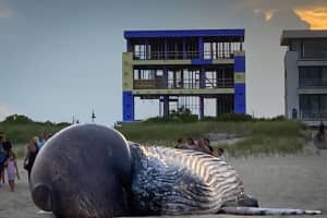 Dead Humpback Whale Washes Up In Long Branch