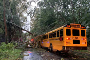 Tree Falls On School Bus In Region