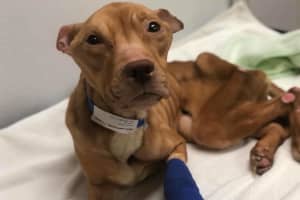 Emaciated North Jersey Dog Left For Dead Shows Signs Of Improvement, Rescue Says