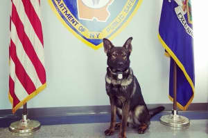 Retired Westchester Police K-9 Dies: 'We Are Grateful,' Department Says
