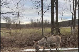 'Please Bring Her Home': $3K Reward Offered For Recovery Of Missing Donkey In CT