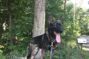 Hunterdon County Police Dog Mourned