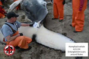 Humpback Whale Found Along Jersey Shore Died From Blunt Force Trauma, Autopsy Shows