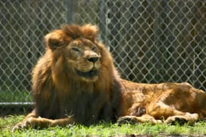 Beloved Lion With 'Majestic Roar' Dies After 10 Years At South Jersey Animal Refuge