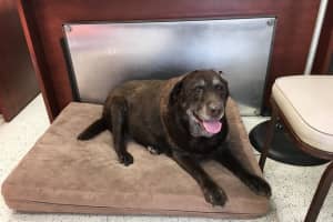 Know Her? Chocolate Labrador Retriever Found In Westport