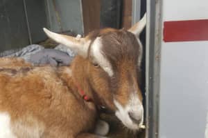 'Carl The Goat' Dies From Injuries After Attack By Bear Near I-84