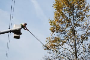 JCP&L Will Trim Trees Along 3,400 Miles Of Power Lines To Reduce Outages