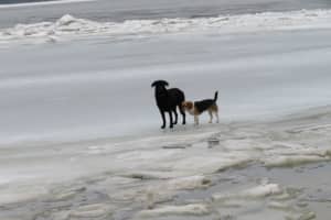 Dogs Stuck In Icy Hudson River Rescued