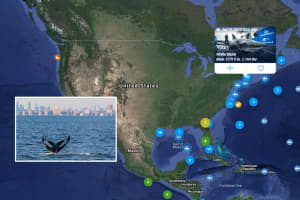 Chomping Grounds: Great Whites Lurking Off Jersey Shore, NYC, Long Island Are Social Distancing