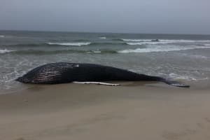 37-Foot Humpback Whale Found Dead On Beach In Hamptons