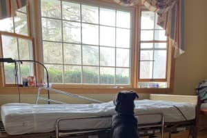 Morris County Dog Who Wouldn't Leave Late Owner's Hospital Bed Has New Forever Family