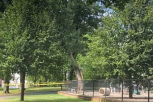 Snapped Tree Shuts Maywood Dog Park