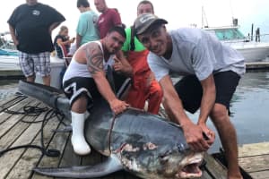Three Fisherman From Staten Island Reel In 500-Pound Shark