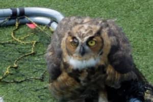 It's A Hoot: Police Help Rescue Owl Caught In Net In New Rochelle