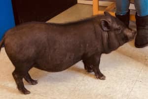 Wandering Potbelly Pig Reunited With Owner In Ridgefield