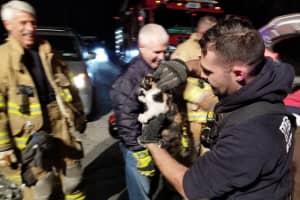 Kitten Rescued From Inside Engine Of Moving Vehicle In Yorktown