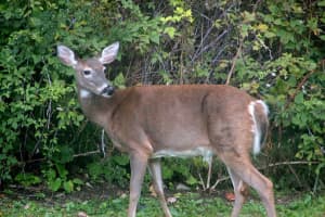 Man Accused Of Illegally Killing Deer Near Home In Area