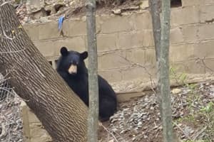 Black Bear Not Under Any Stay-Home Order Spotted On Main Street In Danbury