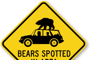 New Bear Sighting Reported In Ridgefield