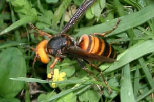 'Murder Hornets': Media-Created Panic Scaring Some Into Killing Essential Insects, Experts Warn