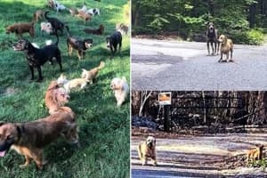 𝗨𝗣𝗗𝗔𝗧𝗘: More Than 90 Dogs, Pups Removed From NJ Home, Couple Charged