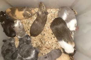 Investigation Under Way After 10 Guinea Pigs Found Abandoned In Area