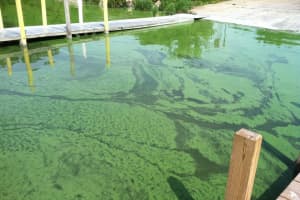 Blue-Green Algae Sighting Puts Swimming On Hold In Eastern Mass Town