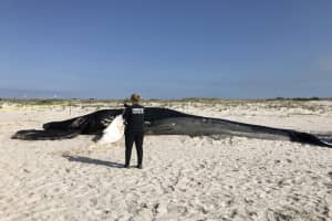 Injuries Found On Deceased Whale That Washed Up In Hamptons