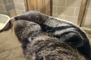Baby Giant Anteater Born At Fairfield County’s Beardsley Zoo