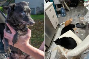 Living In 'Squalor': Bayport Woman Nabbed For Housing 14 Cats, Dogs, Police Say