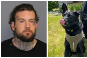 K9 Chases Down Driver Who Fled Scene Of Stafford Crash, Police Say