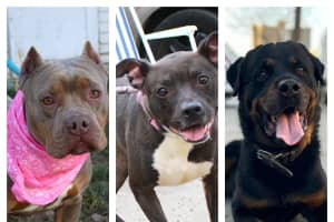Furry Four Legged Friends Available For Adoption From AHS-Newark