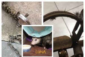 TORTURE TRAP: Opossum Mutilated In Illegal Paterson Trap Recovers In Warren County, Man Charged
