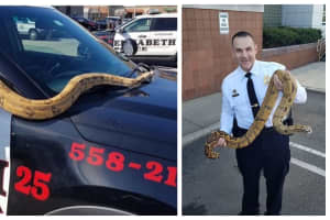 'Do Not Dump Your Pets,' Elizabeth Police Tell Residents After Rescuing Massive Snake