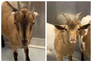 Missing Goats Found On Route 59 In Rockland