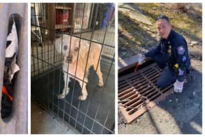 Dog Rescued After Falling Down Catch Basin In Rockland