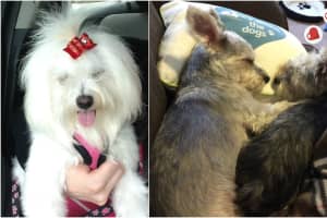 Carlstadt Mom Says Groomer Bruised, Abused Her 3 Dogs
