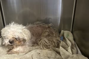 Town Of Kent Woman Accused Of Severely Neglecting Her Older Dog 'Buster'