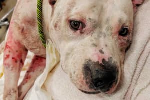 GRAPHIC: Sweet Passaic County Pit Bull Attacked By Dog Siblings