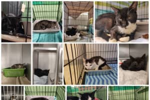 Urgent Plea For Pet Adoptions Issued After More Than 70 Cats Rescued From Nassau County Home
