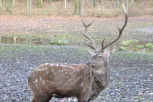 Concerns Grow That 'Zombie Deer Disease' Could Affect People, Too